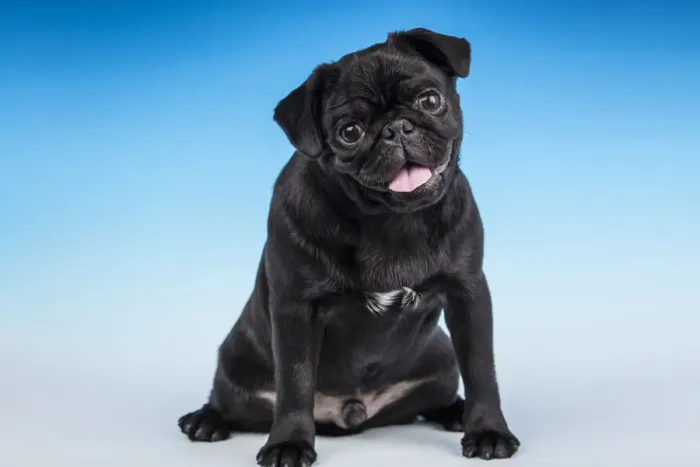 Framed Print : Black Pug puppy sitting in a studio. (PR)
