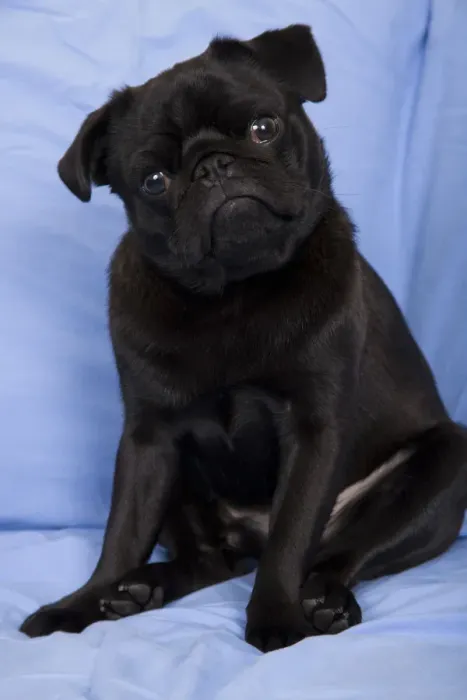 Framed Print : Black Pug sitting on a sofa with his head tilted in a questioning look. (PR)
