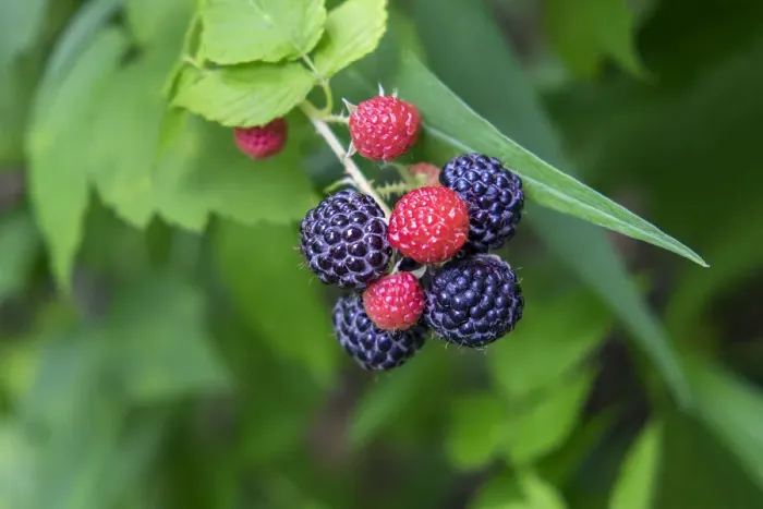 Framed Print : Black raspberries, USA