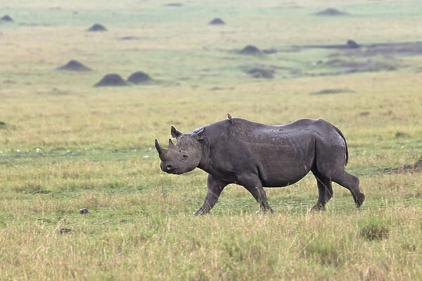 Black Rhino, Masai Mara, Kenya, Africa
