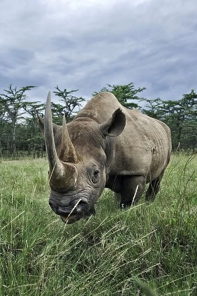 Black Rhinoceros, Diceros bicornis, Kenya
