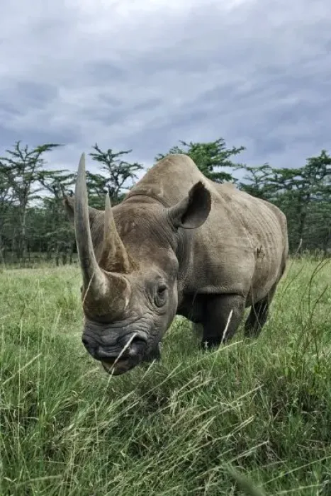 Framed Print : Black Rhinoceros, Diceros bicornis, Kenya