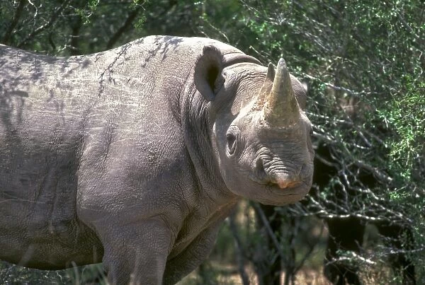 A Black Rhinoceros grazes on Texas ranch, USA; North America
