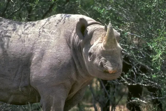 Framed Print : A Black Rhinoceros grazes on Texas ranch, USA; North America