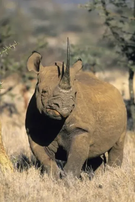 Framed Print : Black Rhinocerous Framed Print : Black Rhinocerous