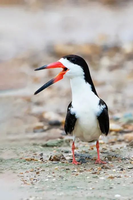 Framed Print : Black skimmer adult calling Framed Print : Black skimmer adult calling
