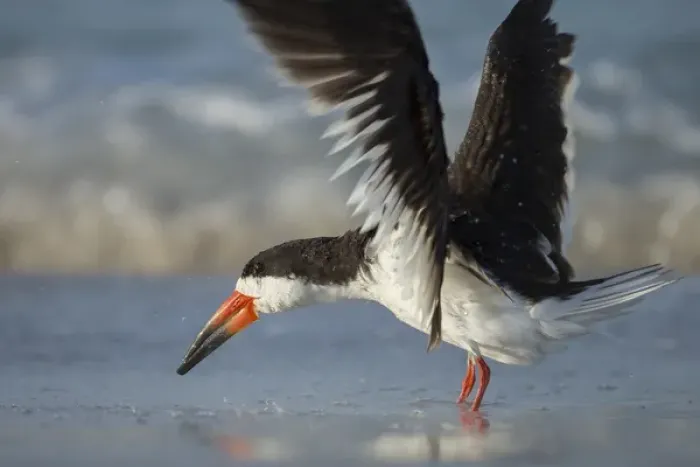 Framed Print : Black Skimmer bathing along shoreline, Rynchops niger, Gulf of Mexico, Florida Framed Print : Black Skimmer bathing along shoreline, Rynchops niger, Gulf of Mexico, Florida