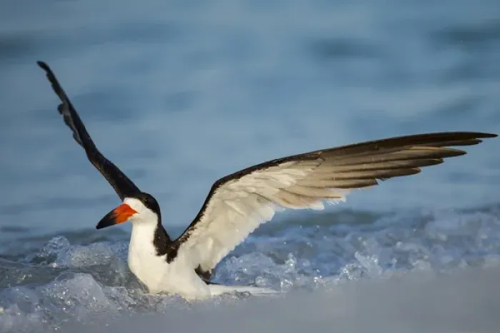 Framed Print : Black Skimmer bathing along shoreline, Rynchops niger, Gulf of Mexico, Florida Framed Print : Black Skimmer bathing along shoreline, Rynchops niger, Gulf of Mexico, Florida