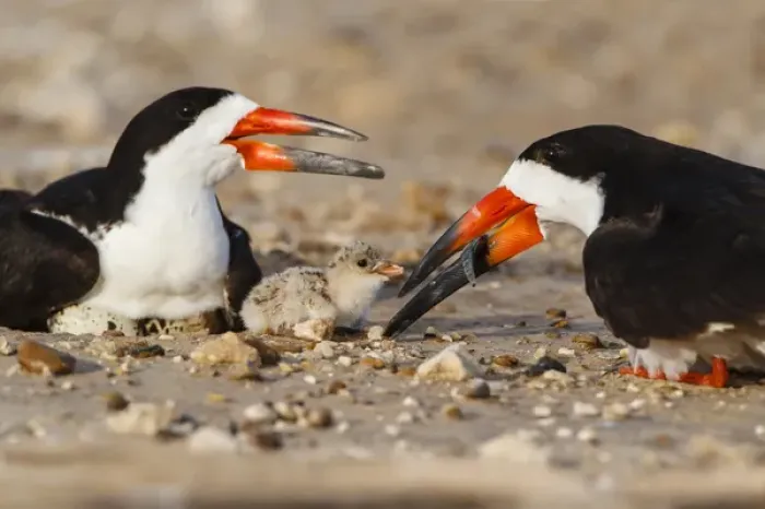 Framed Print : Black Skimmer and chick Framed Print : Black Skimmer and chick