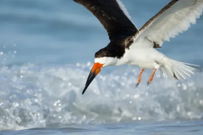 Framed Print : Black Skimmer coming in for a landing, Rynchops niger, Gulf of Mexico, Florida