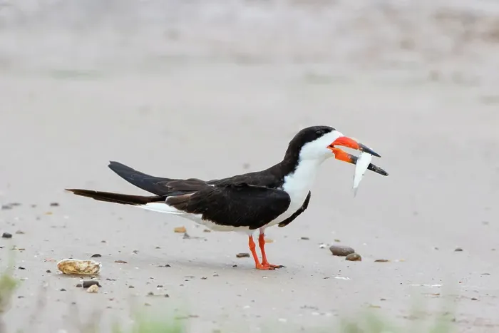 Framed Print : Black skimmer courtship behavior by bringing fish to mate Framed Print : Black skimmer courtship behavior by bringing fish to mate