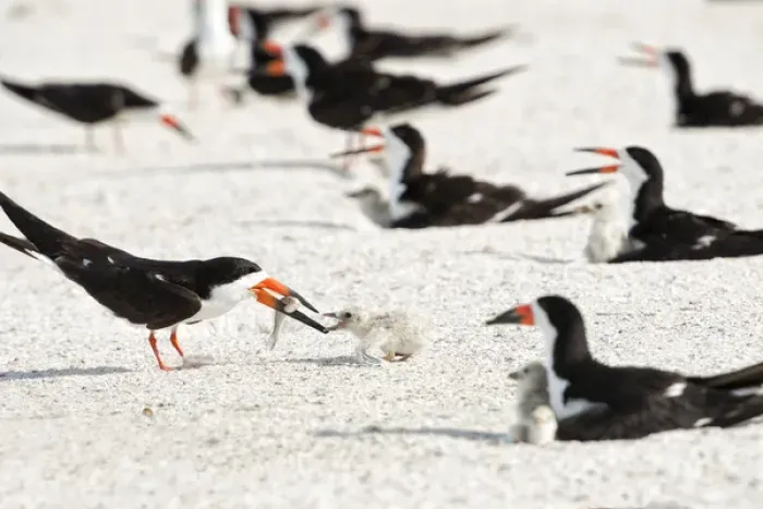 Framed Print : Black skimmer feeding chick Framed Print : Black skimmer feeding chick
