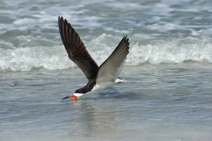 Framed Print : Black skimmer feeding in water flying Framed Print : Black skimmer feeding in water flying