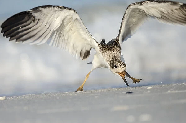 Black Skimmer fledgling practicing skimming along shore, Rynchops niger, Gulf of Mexico
