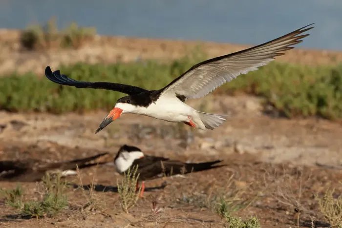 Framed Print : Black skimmer landing Framed Print : Black skimmer landing