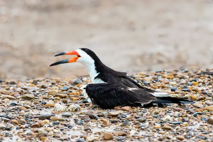 Framed Print : Black skimmer on nest Framed Print : Black skimmer on nest