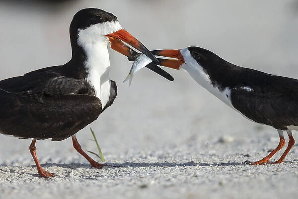 Black Skimmer protecting minnow from others, Rynchops niger, Gulf of Mexico, Florida