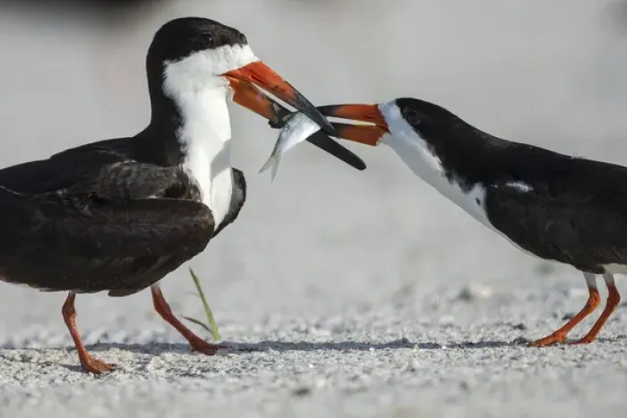 Framed Print : Black Skimmer protecting minnow from others, Rynchops niger, Gulf of Mexico, Florida Framed Print : Black Skimmer protecting minnow from others, Rynchops niger, Gulf of Mexico, Florida