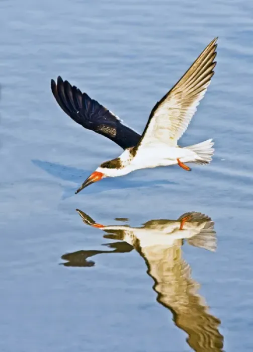 Framed Print : Black Skimmer (Rhynchops niger) in winter plumage fishing on the Laguna Madre near Framed Print : Black Skimmer (Rhynchops niger) in winter plumage fishing on the Laguna Madre near
