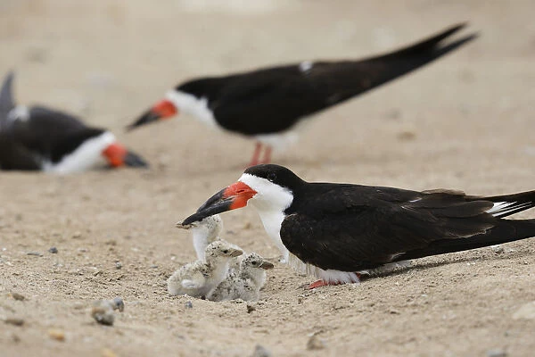 Black Skimmer (Rynchops niger), adult with young, Port Isabel, Laguna Madre, South Padre Island