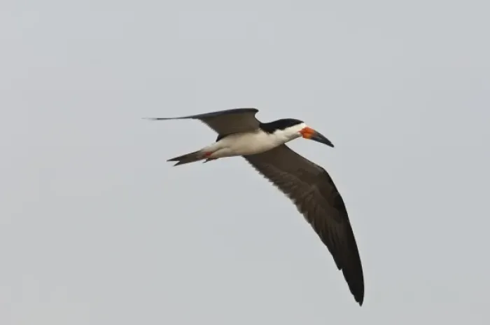 Framed Print : Black Skimmer (Rynchops nigra), Orinoco River, north of Puerto Ayacucho. Apure Province