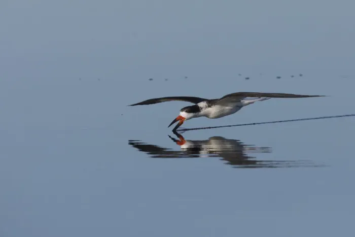 Framed Print : Black skimmer skimming for a meal Framed Print : Black skimmer skimming for a meal