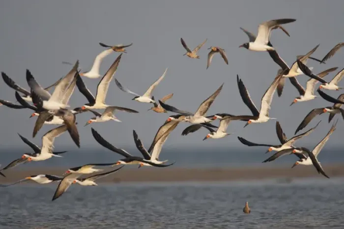 Framed Print : Black Skimmers (Rynchops niger) on the Laguna Madre, Texas, spring