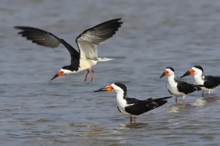 Framed Print : Black Skimmers (Rynchops niger) on the Laguna Madre, Texas, spring Framed Print : Black Skimmers (Rynchops niger) on the Laguna Madre, Texas, spring