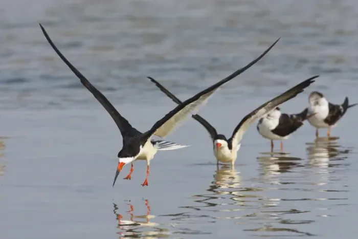 Framed Print : Black Skimmers (Rynchops niger) on the Laguna Madre, Texas, spring Framed Print : Black Skimmers (Rynchops niger) on the Laguna Madre, Texas, spring