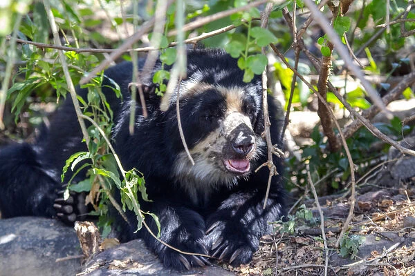 The black spectacled bear is the only species of bear found in South America