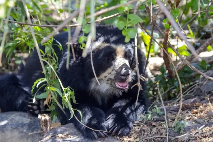 Framed Print : The black spectacled bear is the only species of bear found in South America