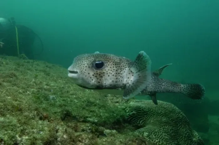 Framed Print : Black-spotted Porcupinefish (Diodon hystrix) off of North Stradbroke Island, Queensland, Australia