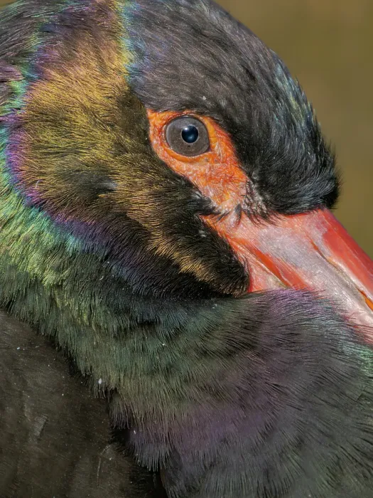 Framed Print : Black Stork. Hellabrunn Zoo in Munich, Germany, Bavaria Framed Print : Black Stork. Hellabrunn Zoo in Munich, Germany, Bavaria