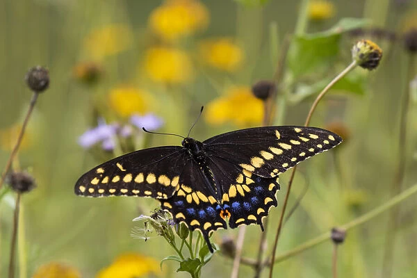 Black swallowtail butterfly feeding