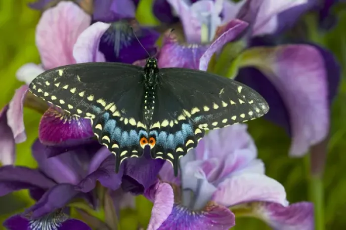 Framed Print : Black Swallowtail Butterfly, Papilio polyxenes
