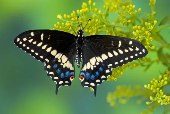 Framed Print : Black Swallowtail Butterfly, Papilio polyxenes Framed Print : Black Swallowtail Butterfly, Papilio polyxenes