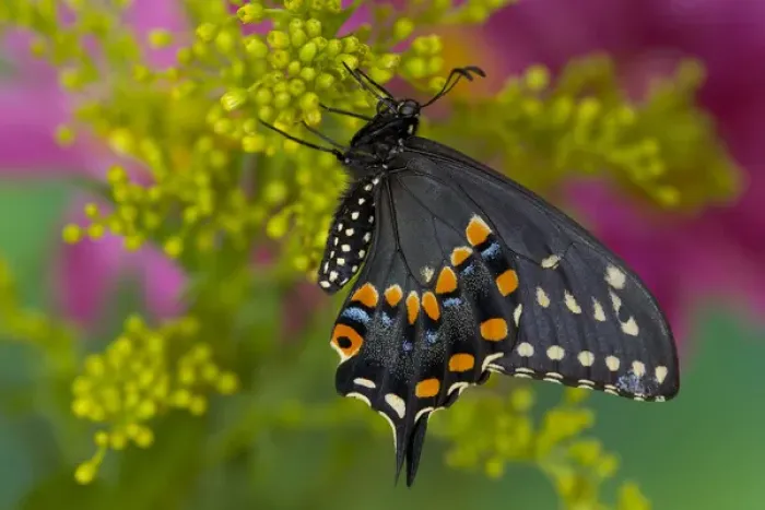 Framed Print : Black Swallowtail Butterfly, Papilio polyxenes