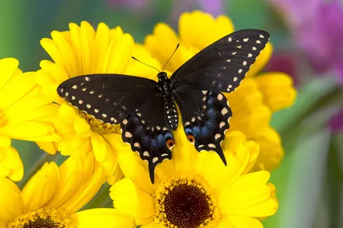 Framed Print : Black Swallowtail Butterfly, Papilio polyxenes