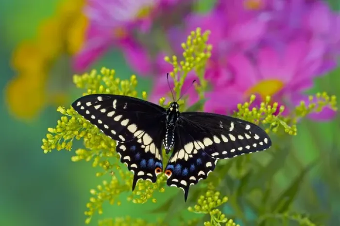 Framed Print : Black Swallowtail Butterfly, Papilio polyxenes Framed Print : Black Swallowtail Butterfly, Papilio polyxenes