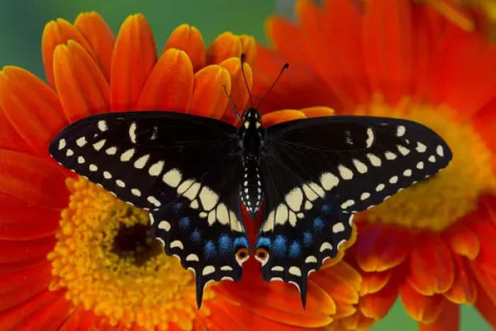 Framed Print : Black Swallowtail Butterfly, Papilio polyxenes Framed Print : Black Swallowtail Butterfly, Papilio polyxenes