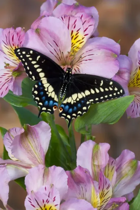 Framed Print : Black Swallowtail Butterfly, Papilio polyxenes Framed Print : Black Swallowtail Butterfly, Papilio polyxenes