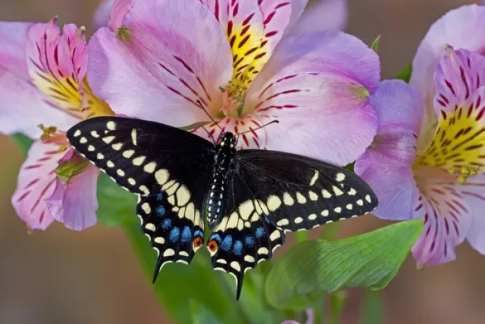 Framed Print : Black Swallowtail Butterfly, Papilio polyxenes Framed Print : Black Swallowtail Butterfly, Papilio polyxenes