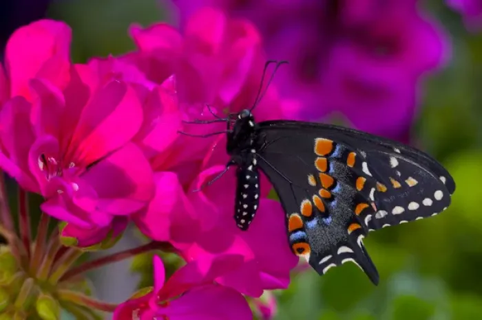 Framed Print : Black Swallowtail Butterfly, Papilio polyxenes Framed Print : Black Swallowtail Butterfly, Papilio polyxenes