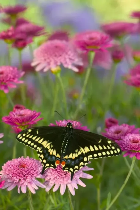Framed Print : Black Swallowtail Butterfly, Papilio polyxenes