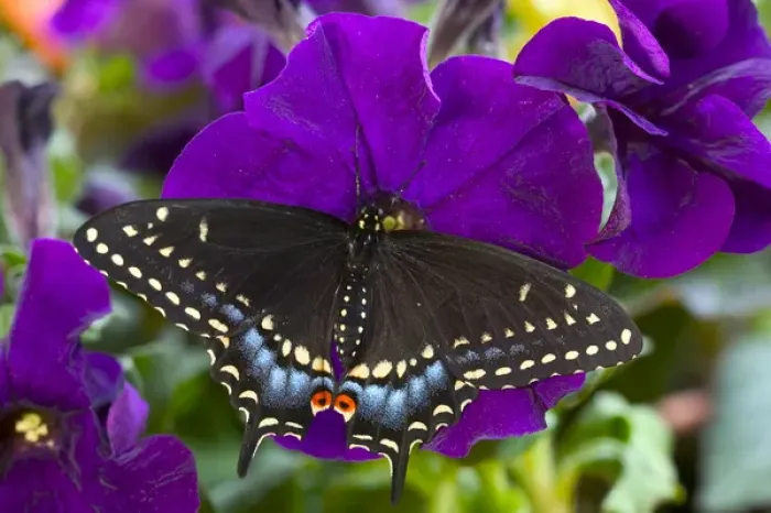 Framed Print : Black Swallowtail Butterfly, Papilio polyxenes Framed Print : Black Swallowtail Butterfly, Papilio polyxenes