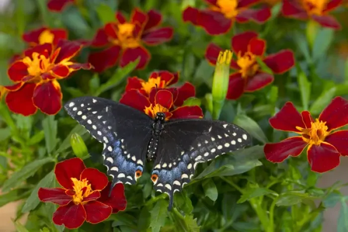 Framed Print : Black Swallowtail Butterfly, Papilio polyxenes