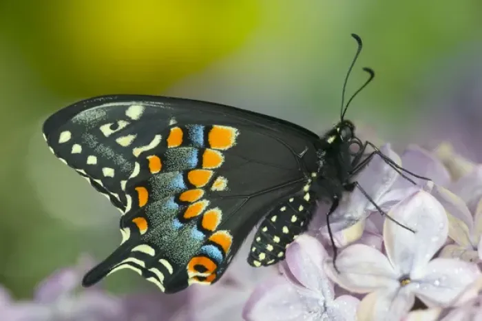 Framed Print : Black Swallowtail Butterfly, Papilio polyxenes Framed Print : Black Swallowtail Butterfly, Papilio polyxenes