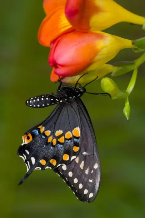 Framed Print : Black Swallowtail Butterfly, Papilio polyxenes Framed Print : Black Swallowtail Butterfly, Papilio polyxenes