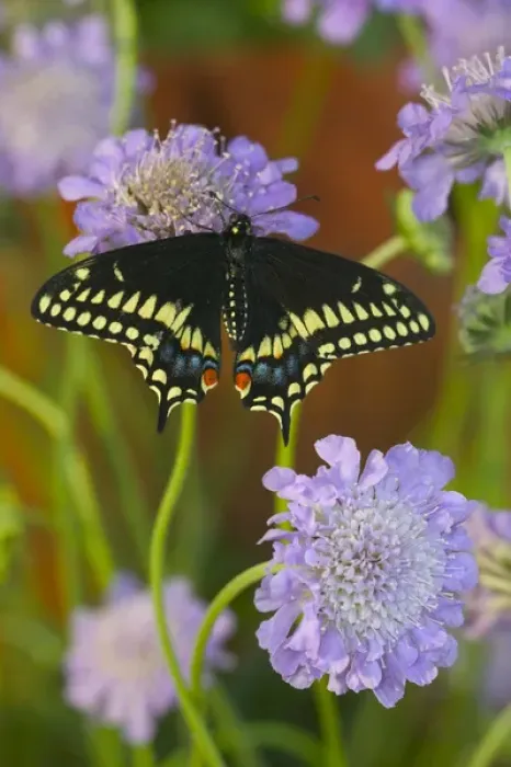 Framed Print : Black Swallowtail Butterfly, Papilio polyxenes