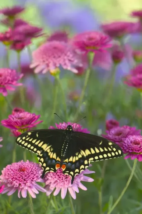 Framed Print : Black Swallowtail Butterfly, Papilio polyxenes